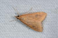 Udea ferrugalis