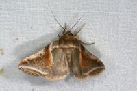Habrosyne pyritoides