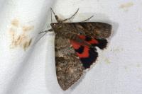 Catocala nupta