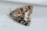 Deltote pygarga