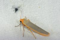 Manulea complana