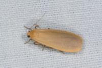 Wittia sororcula