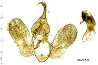 Hypena proboscidalis
