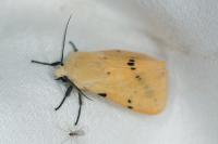 Spilarctia lutea