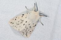 Spilosoma lubricipeda