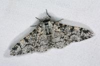 Biston betularia