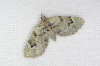 Chloroclystis v-ata