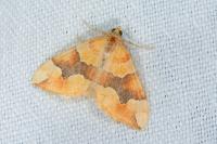Cidaria fulvata