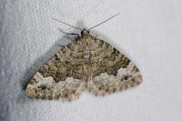 Colostygia aptata