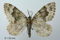 Colostygia aptata