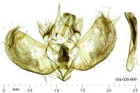 Colostygia aptata