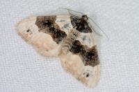 Cosmorhoe ocellata