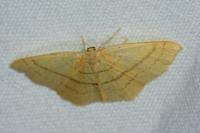 Cyclophora linearia