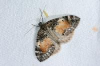 Dysstroma truncata