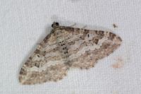 Epirrhoe molluginata