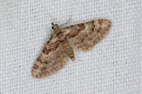 Gymnoscelis rufifasciata