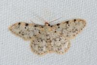 Idaea contiguaria