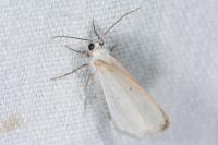 Lomographa temerata
