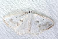 Lomographa temerata