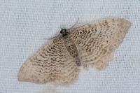 Rheumaptera undulata