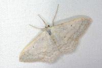 Scopula incanata