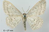 Scopula incanata