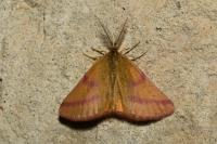 Lythria purpuraria