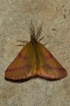 Lythria purpuraria