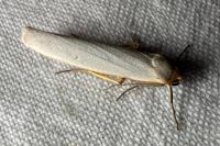 Eilema caniola