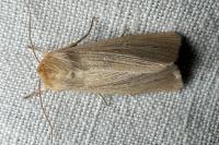 Mythimna pallens
