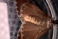 Aplocera efformata