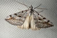 Aplocera efformata