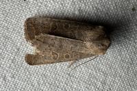 Hoplodrina ambigua