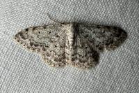 Scopula marginepunctata