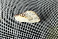Cilix glaucata