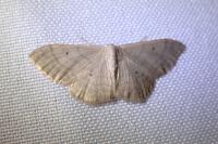 Idaea straminata