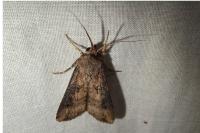 Agrotis ipsilon