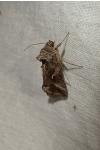 Autographa gamma