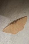 Cyclophora puppillaria