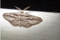 Ecleora solieraria