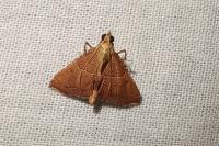Endotricha flammealis