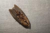 Galleria mellonella