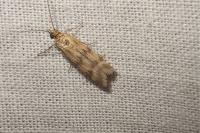 Homoeosoma sinuella
