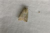 Hoplodrina ambigua