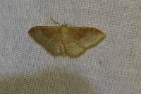 Idaea degeneraria