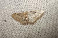 Idaea filicata