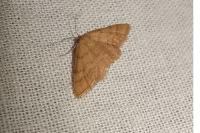 Scopula rubiginata