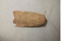 Noctua fimbriata/tirrenica
