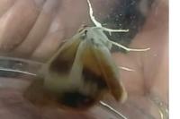 Noctua fimbriata/tirrenica