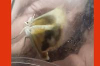 Noctua fimbriata/tirrenica